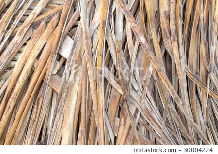 coconut leaf dried background 30004224