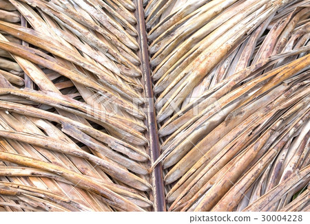 coconut leaf dried background coconut leaf dried background 30004228