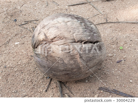 Old dry coconut one down Old dry coconut one down 30004229