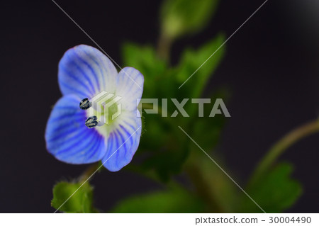 Persian speedwell 30004490