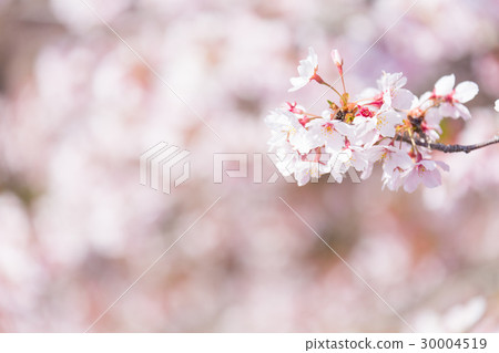 櫻桃樹 櫻桃樹 30004519