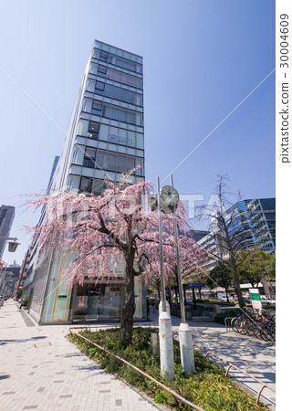 在名古屋中村區的Mudge-cho交叉路口的分枝櫻花 30004609