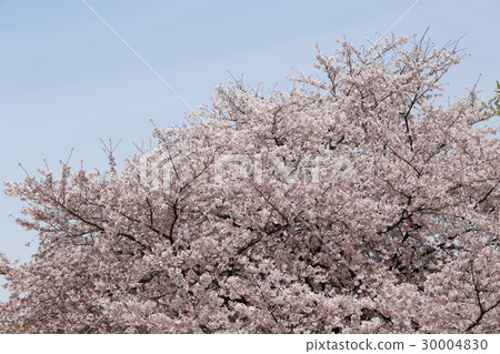 櫻花盛開 30004830
