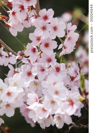 Sakura in full bloom 30004844