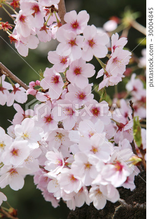 Sakura in full bloom Sakura in full bloom 30004845