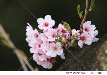 櫻花盛開 櫻花盛開 30004846