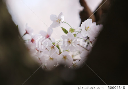 櫻花盛開 櫻花盛開 30004848