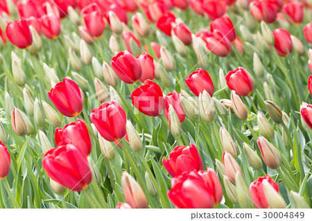Red tulips and buds Red tulips and buds 30004849