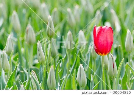 Red tulips and buds Red tulips and buds 30004850