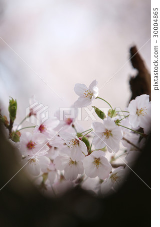 櫻花盛開 櫻花盛開 30004865