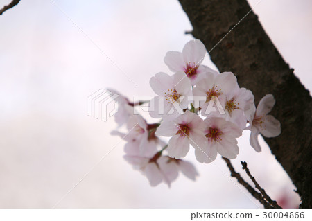 櫻花盛開 櫻花盛開 30004866
