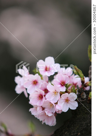 櫻花盛開 櫻花盛開 30004867