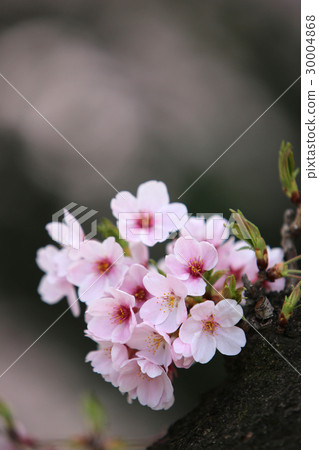 櫻花盛開 櫻花盛開 30004868