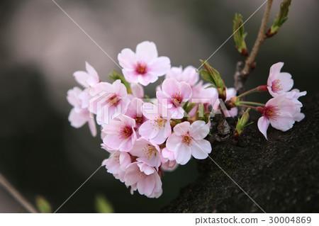 櫻花盛開 櫻花盛開 30004869