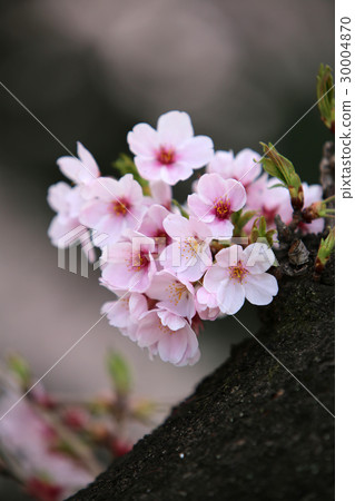 櫻花盛開 櫻花盛開 30004870