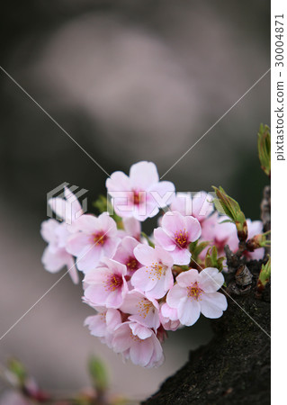 櫻花盛開 櫻花盛開 30004871