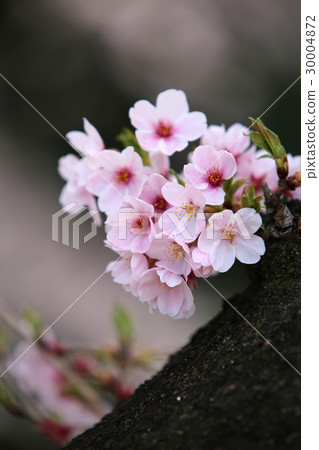 櫻花盛開 30004872