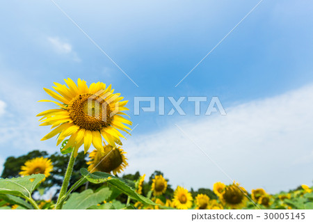 Summer sunflower Summer sunflower 30005145