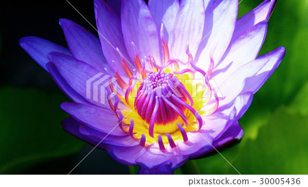 Blooming lotus flower. Blooming lotus flower. 30005436