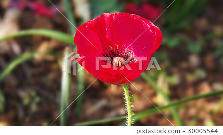 Red Iceland poppy flower 30005544