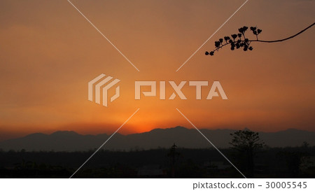 Sunset time with shadow of quean's flower. 30005545