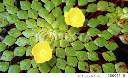 The water chestnut The water chestnut 30005546