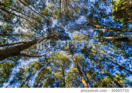 Uprisen view of pine tree branch blue sky 30005750