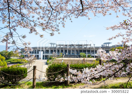 Cherry blossoms at Okayama summit 30005822