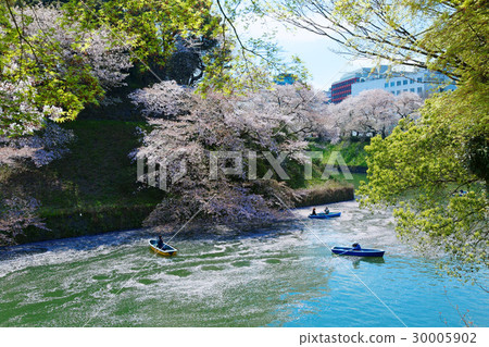在Chidorigafuchi盛開的櫻花盛開的休閒船 在Chidorigafuchi盛開的櫻花盛開的休閒船 30005902