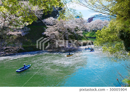 Cherry blossoms in full bloom at Chidorigafuchi Leisure boat cherry blossoms 30005904