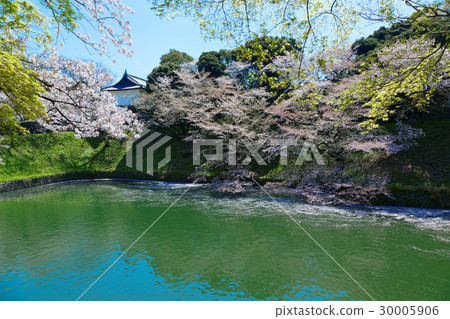 Cherry blossoms in full bloom at Chidorigafuchi 30005906