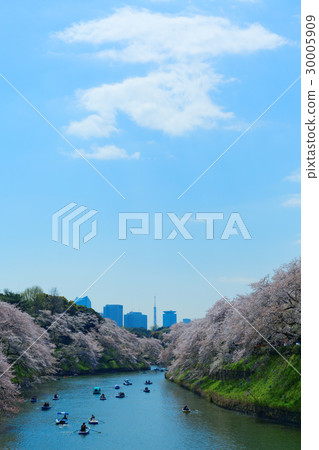 櫻花盛開在Chidorigafuchi休閒船櫻花盛開 30005909