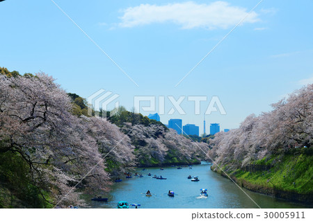 櫻花盛開在Chidorigafuchi休閒船櫻花盛開 30005911