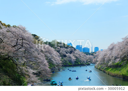 櫻花盛開在Chidorigafuchi休閒船櫻花盛開 30005912
