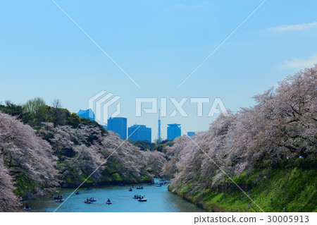 櫻花盛開在Chidorigafuchi休閒船櫻花盛開 30005913