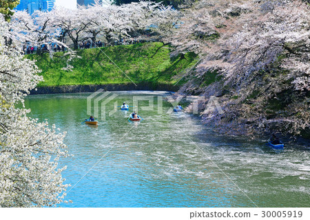 櫻花盛開在Chidorigafuchi休閒船櫻花盛開 30005919