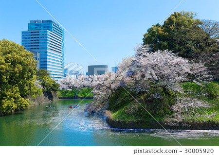 櫻花盛開在Chidorigafuchi休閒船櫻花盛開 30005920