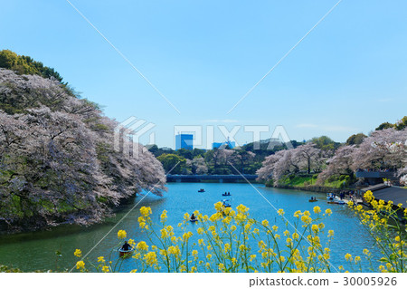 櫻花盛開在Chidorigafuchi休閒船櫻花盛開 30005926