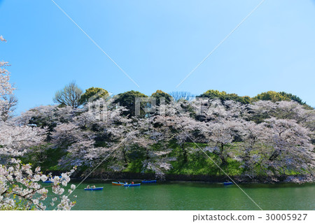 櫻花盛開在Chidorigafuchi休閒船櫻花盛開 30005927