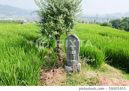  被遺棄的水稻梯田 30005955