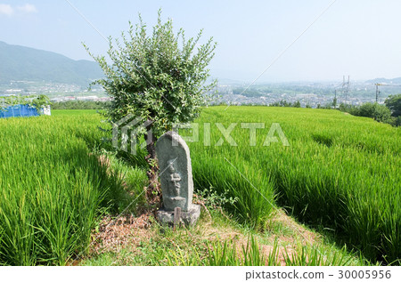  被遺棄的水稻梯田 30005956