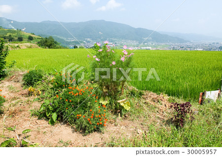  被遺棄的水稻梯田 30005957