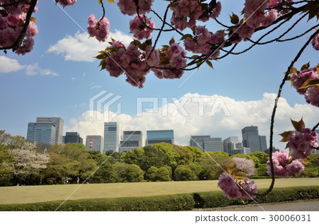 Honmaru Gotemba ruins of the Imperial Palace where cherry blossoms bloom with the skyscrapers of Otemachi and Marunouchi behind 30006031