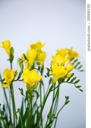 Freesia "Aladdin" 30006330