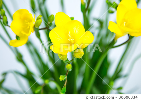 Freesia "Aladdin" 30006334