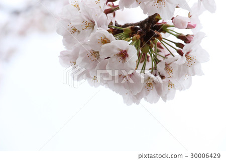 櫻花04 櫻花04 30006429