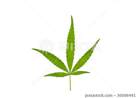 Cannabis leaf isolated on white background 30006491