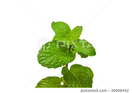 Fresh raw mint leaves isolated on white background Fresh raw mint leaves isolated on white background 30006492