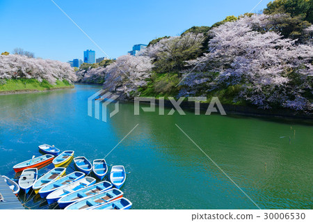 櫻花盛開在Chidorigafuchi和休閒船 30006530