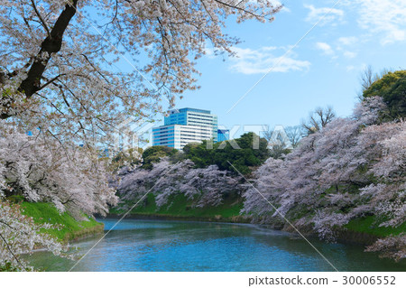 盛開的櫻花在Chidorigafuchi 盛開的櫻花在Chidorigafuchi 30006552
